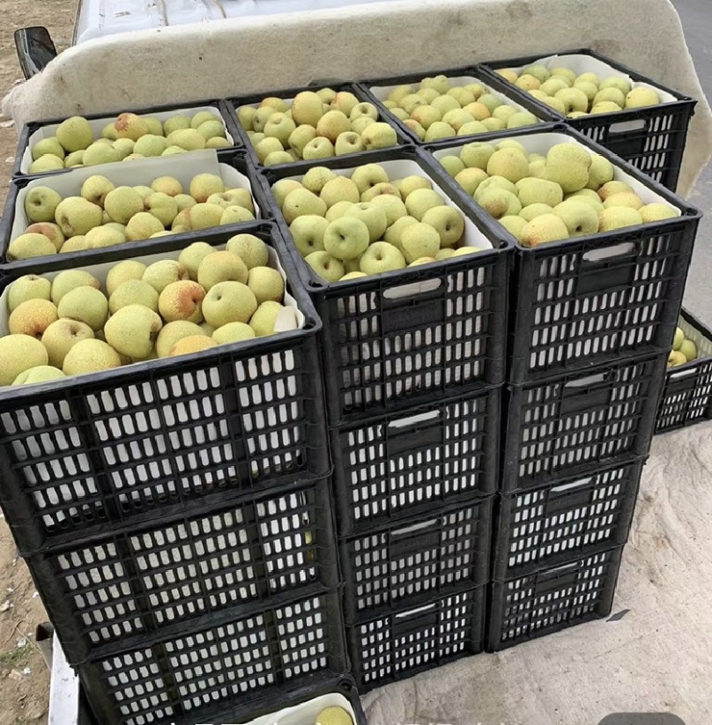砀山酥梨，对接批发市场档口电商，保质保量，价格可谈，欢迎咨询