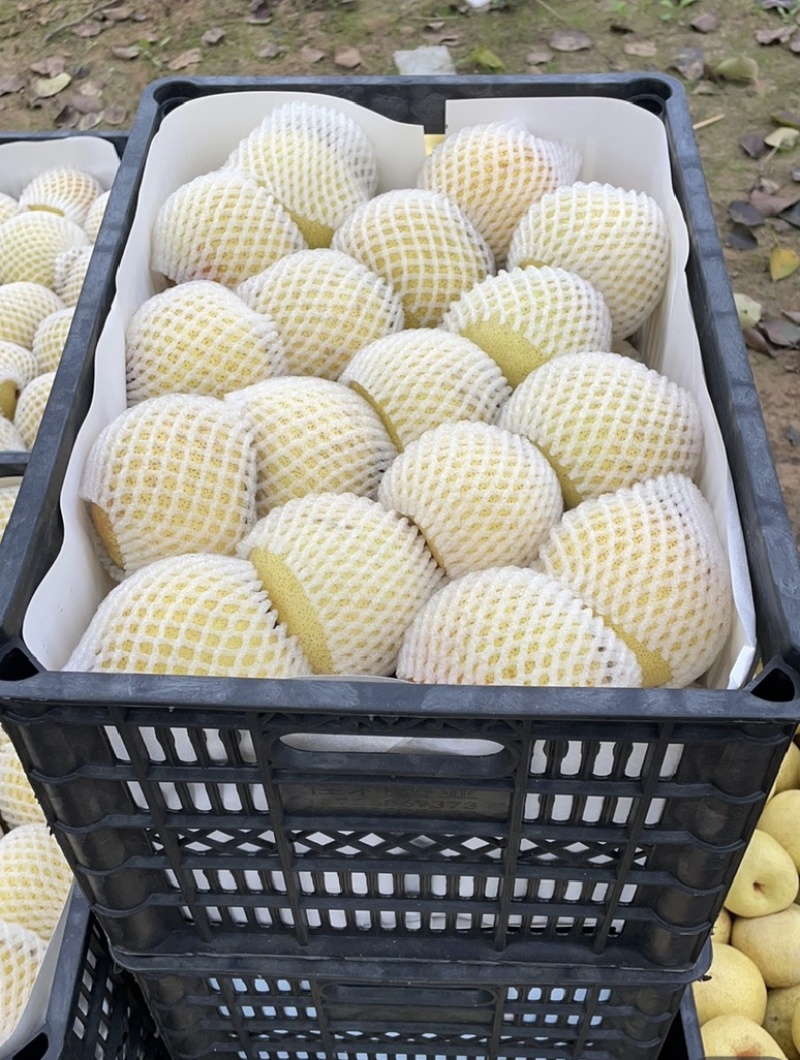 砀山酥梨，对接批发市场档口电商，保质保量，价格可谈，欢迎咨询