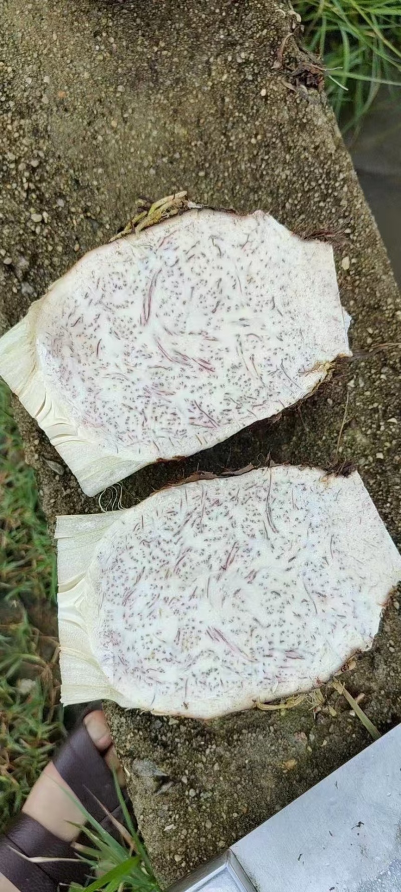 广西荔浦芋，福建芋，韶关芋，供应电商货，市场货，商超