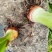 广西荔浦芋，福建芋，韶关芋，供应电商货，市场货，商超