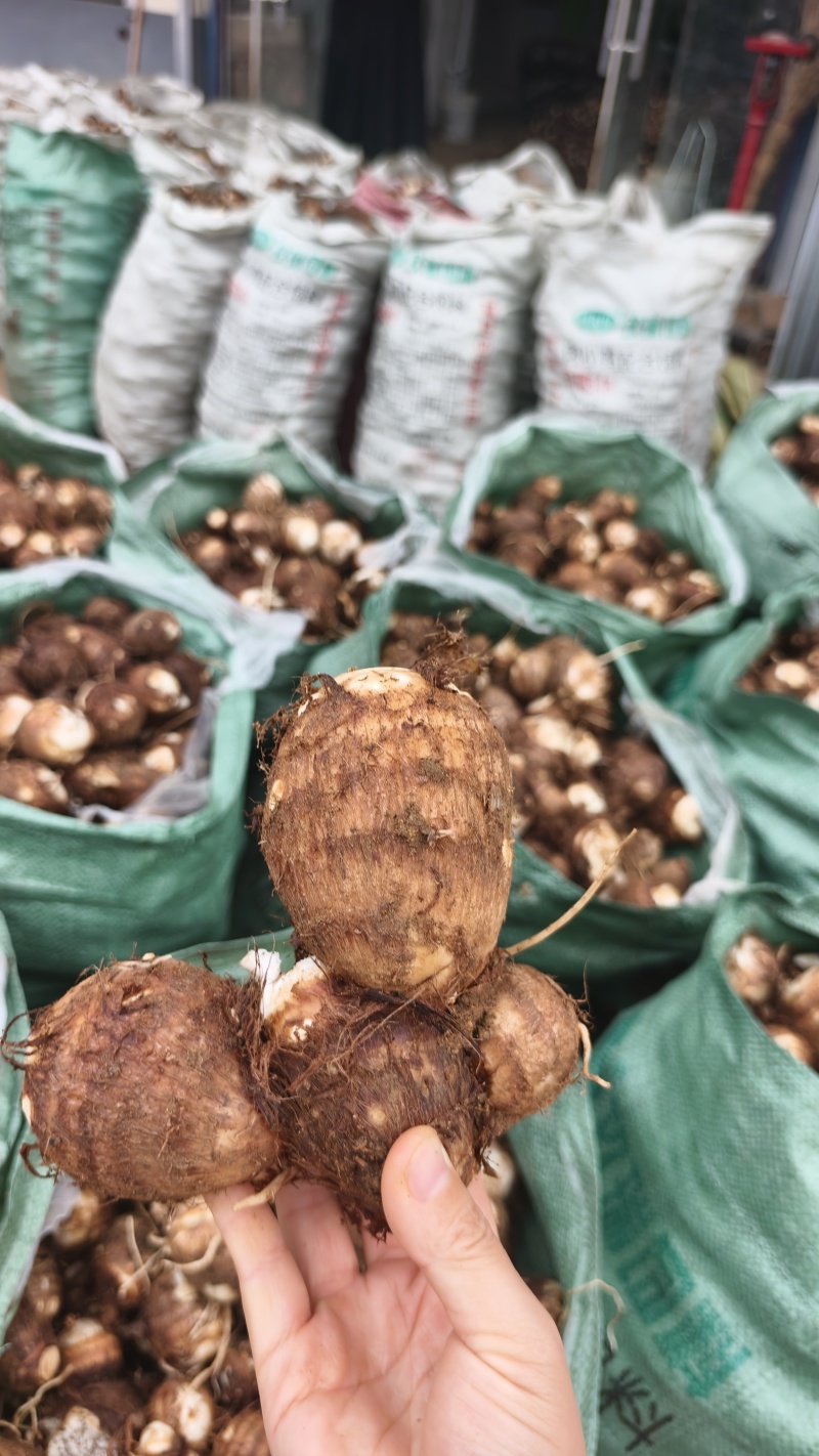 临沂芋头大小规格都有干净土少完整无机械伤加工批发电商团购都做