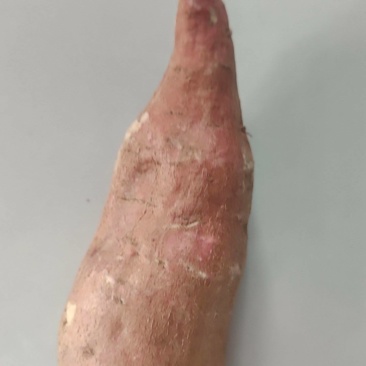 山东烟薯，西瓜红红薯，产地直销，种植大户欢迎订购