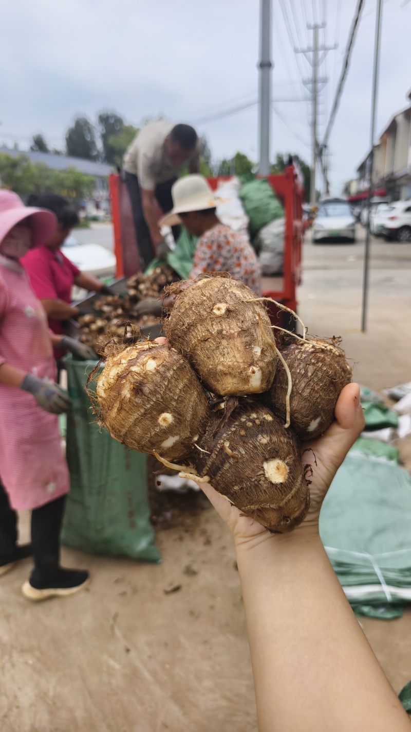 临沂芋头大小规格都有干净土少完整无机械伤加工批发电商团购都做