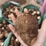 临沂芋头大小规格都有干净土少完整无机械伤加工批发电商团购都做