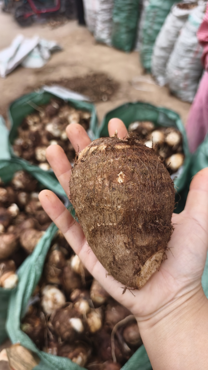 临沂芋头大小规格都有干净土少完整无机械伤加工批发电商团购都做