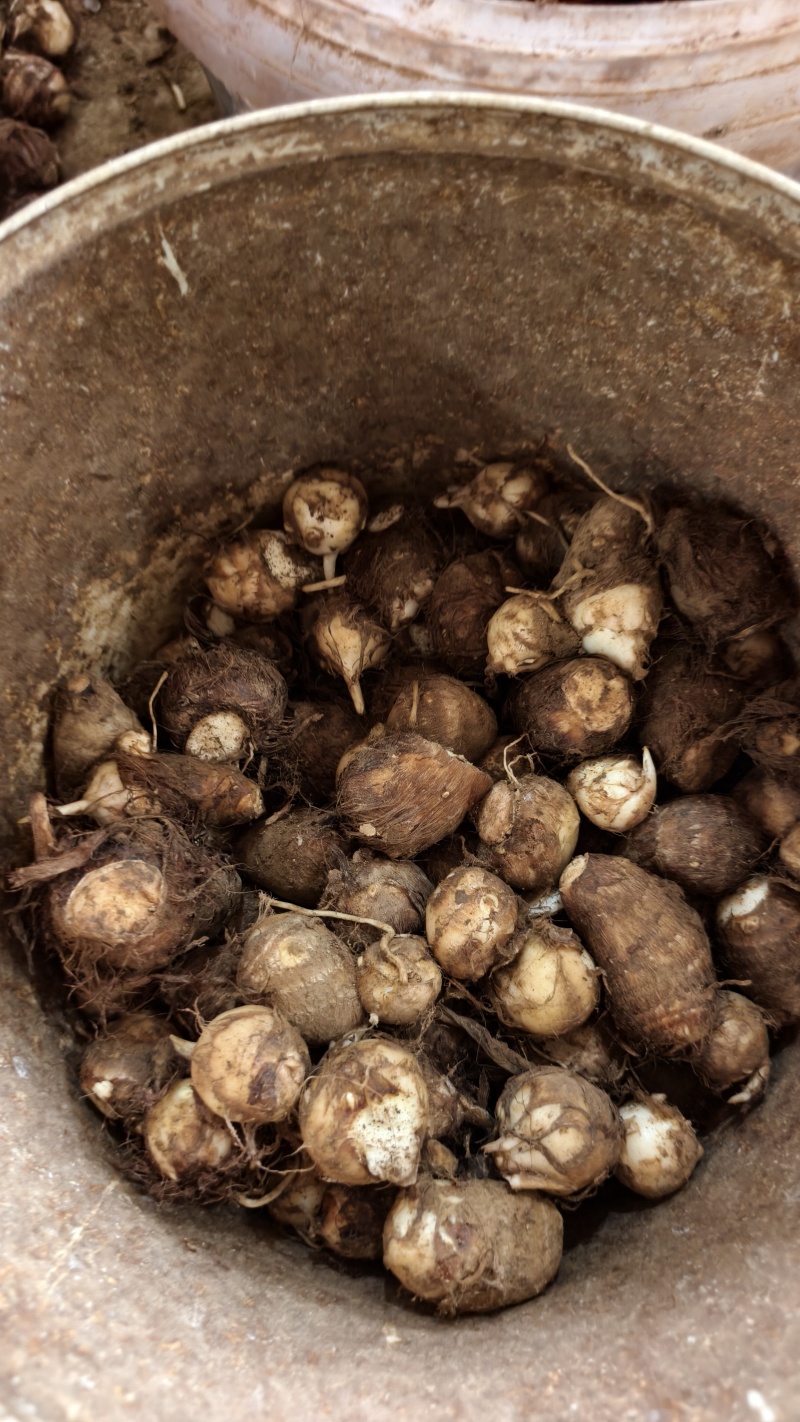 临沂芋头大小规格都有干净土少完整无机械伤加工批发电商团购都做
