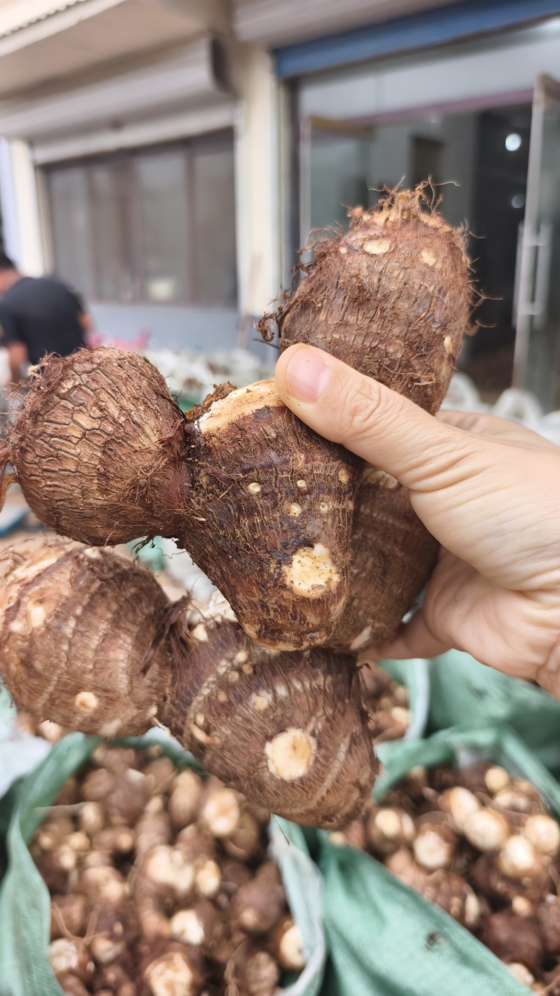 临沂芋头大小规格都有干净土少完整无机械伤加工批发电商团购都做