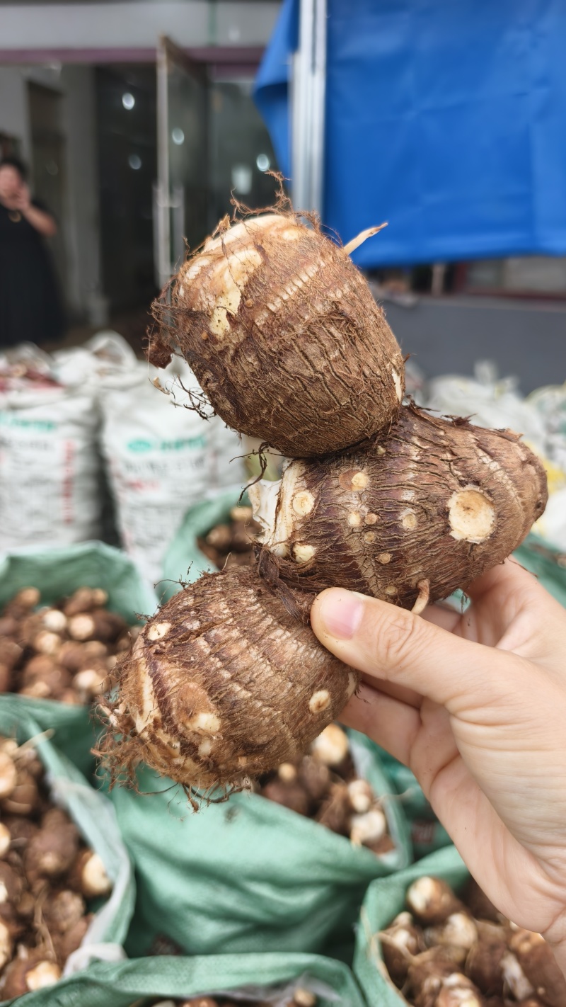 临沂芋头大小规格都有干净土少完整无机械伤加工批发电商团购都做