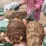 临沂芋头大小规格都有干净土少完整无机械伤加工批发电商团购都做
