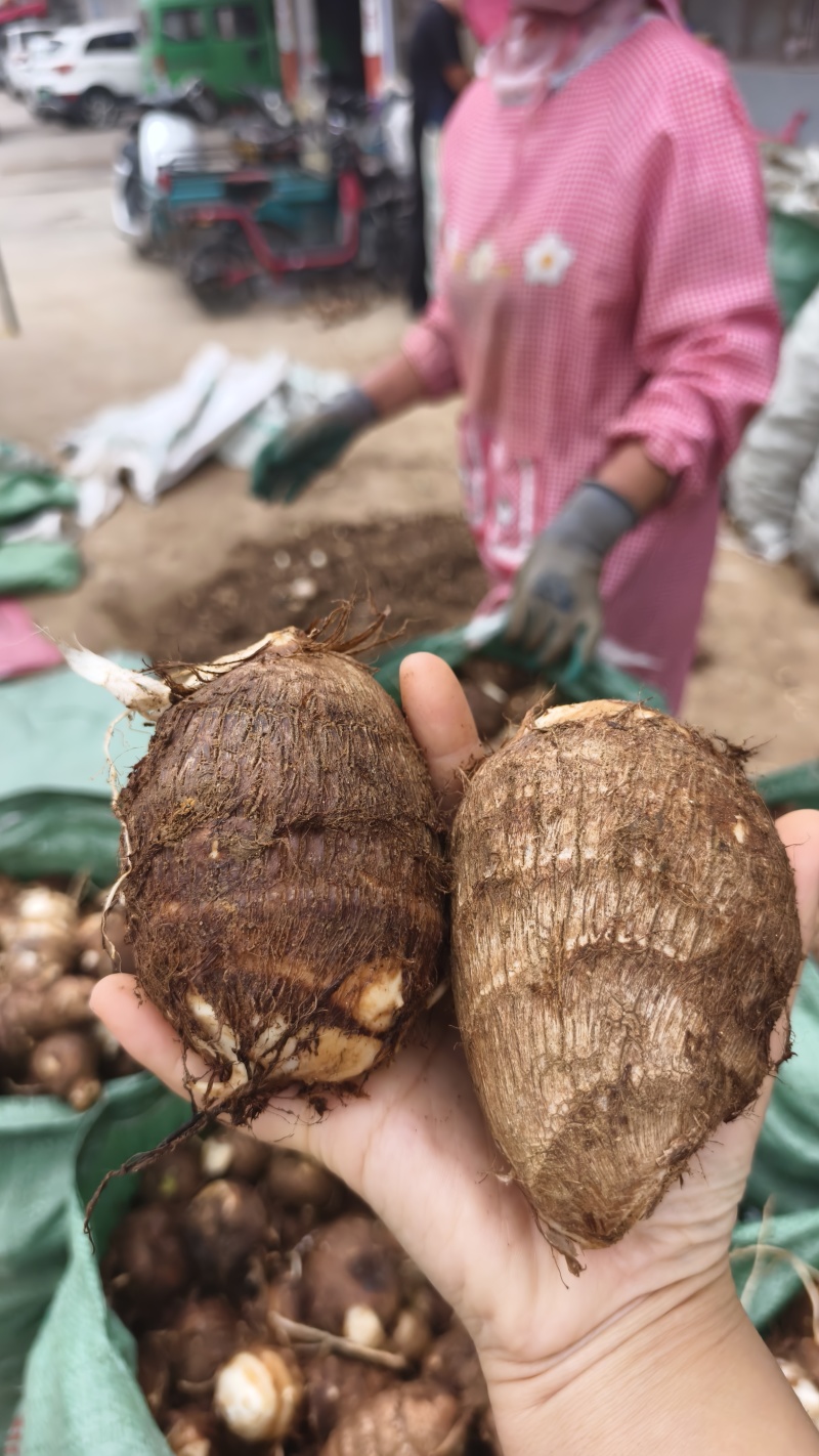临沂芋头大小规格都有干净土少完整无机械伤加工批发电商团购都做