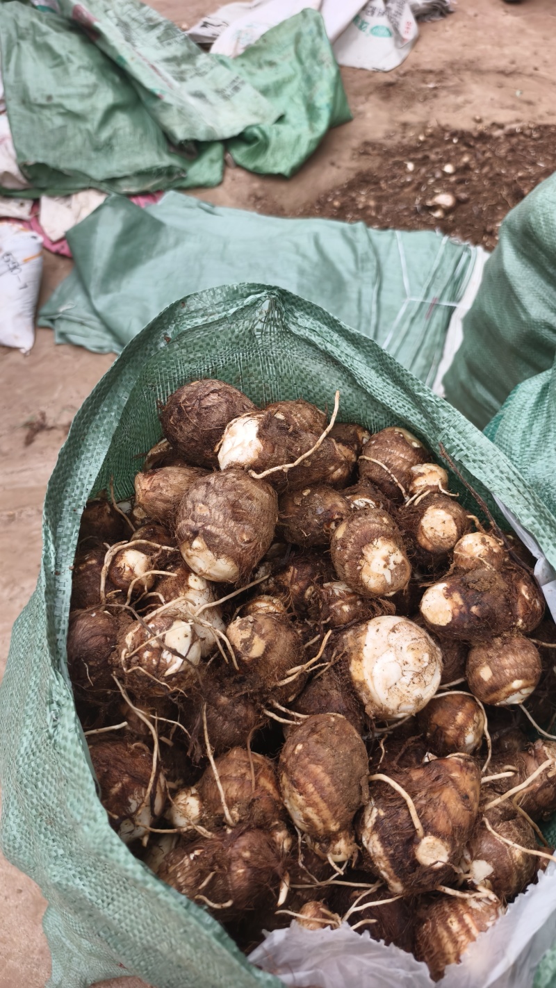 临沂芋头大小规格都有干净土少完整无机械伤加工批发电商团购都做
