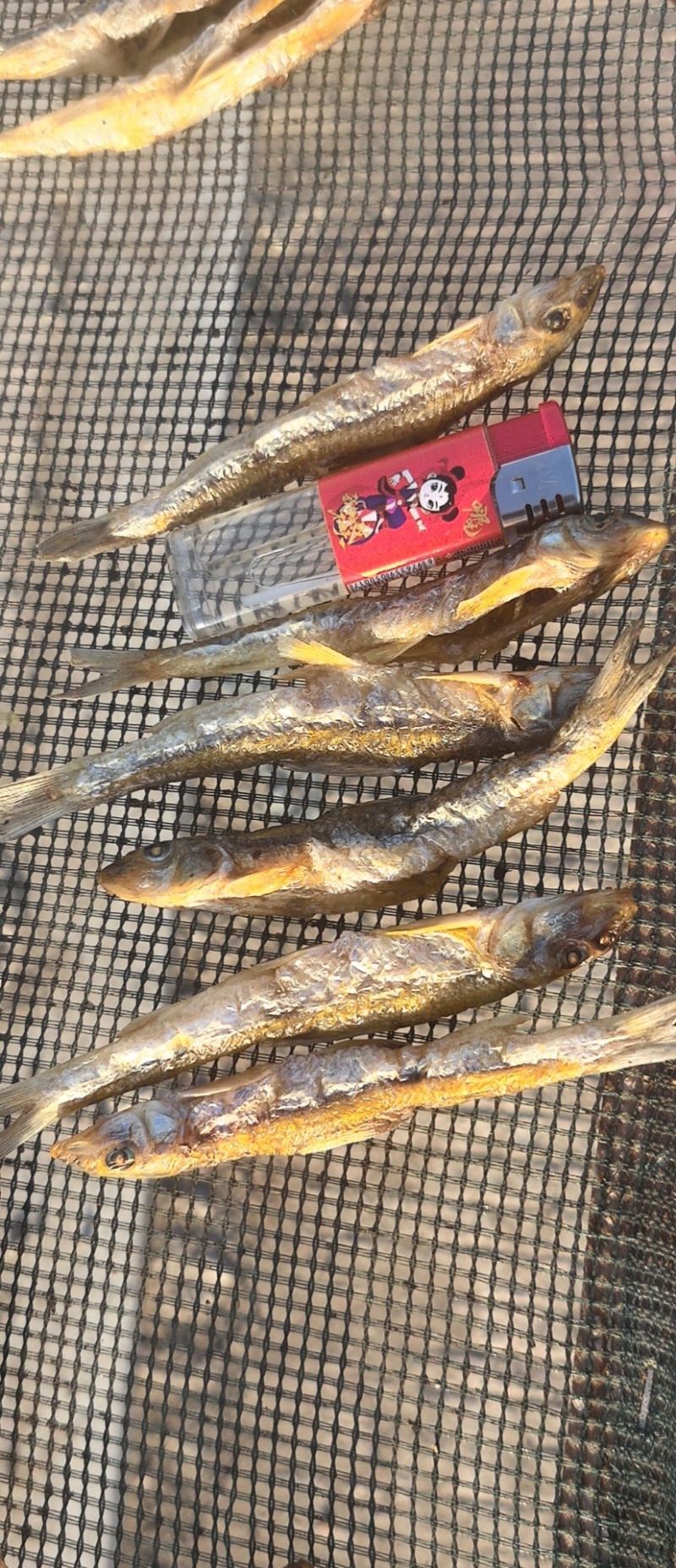 黑龙江精品棍子鱼出水人工去内脏干净无沙产地一手货源量大支