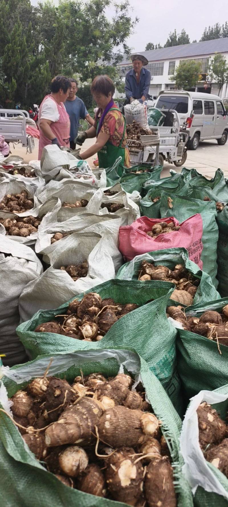 临沂芋头大小规格都有干净土少完整无机械伤加工批发电商团购都做