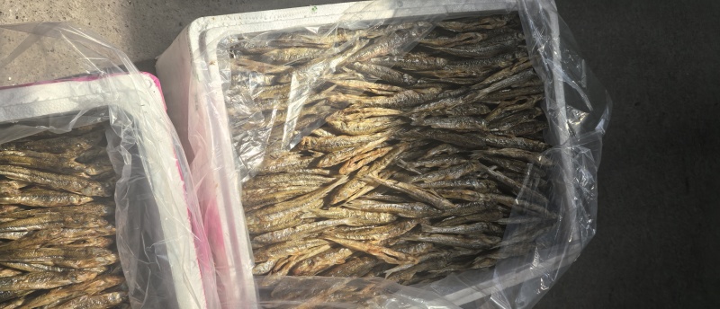 黑龙江精品棍子鱼出水人工去内脏干净无沙产地一手货源量大支
