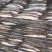 黑龙江精品棍子鱼出水人工去内脏干净无沙产地一手货源量大支