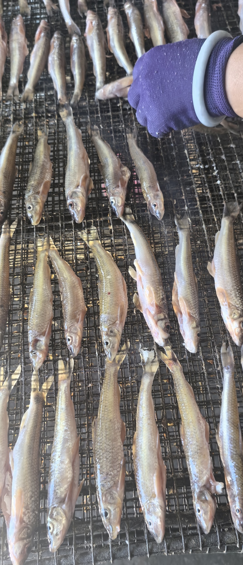 黑龙江精品棍子鱼出水人工去内脏干净无沙产地一手货源量大支