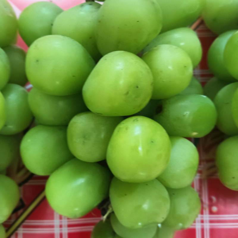 兴平阳光玖瑰种植面积，而且颗粒大，甜度高并有香味