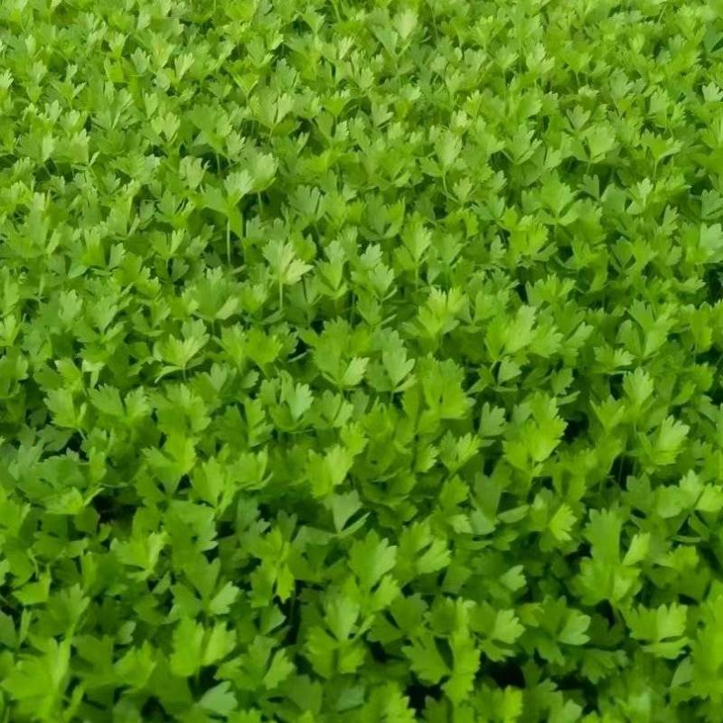 《优质芹菜苗》河北苗圃直发对接全国提供技术指导