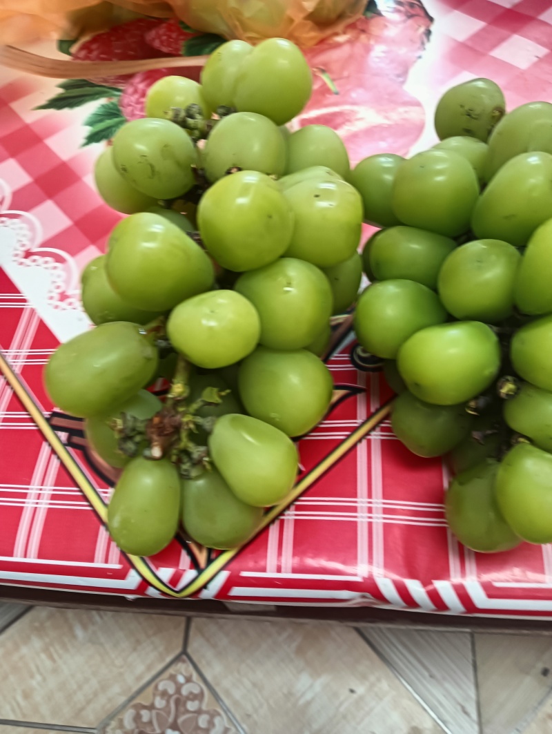 兴平阳光玖瑰种植面积，而且颗粒大，甜度高并有香味