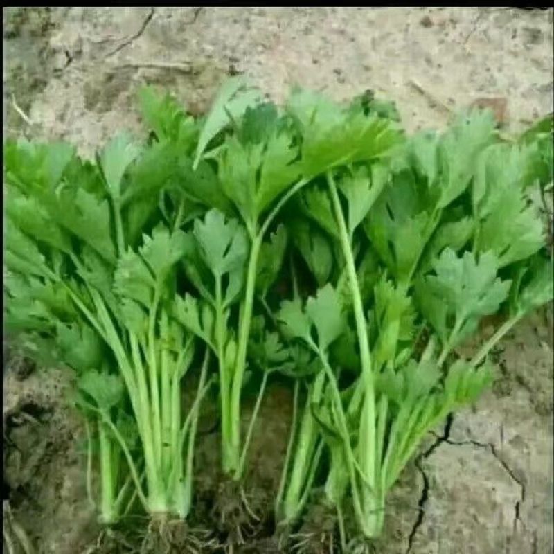 《优质芹菜苗》河北苗圃直发对接全国提供技术指导
