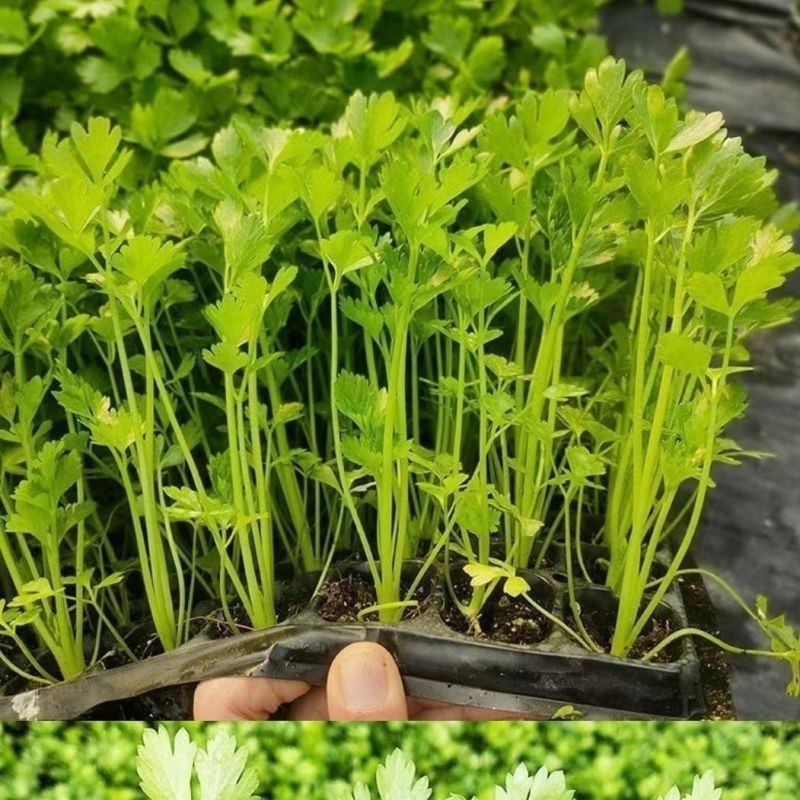 《优质芹菜苗》河北苗圃直发对接全国提供技术指导