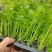 《优质芹菜苗》河北苗圃直发对接全国提供技术指导