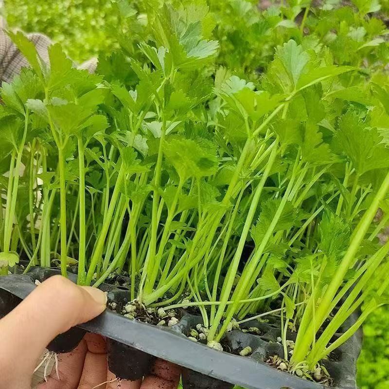 《优质芹菜苗》河北苗圃直发对接全国提供技术指导