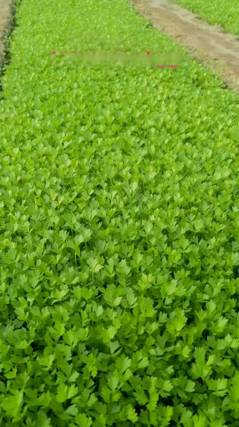 《优质芹菜苗》河北苗圃直发对接全国提供技术指导