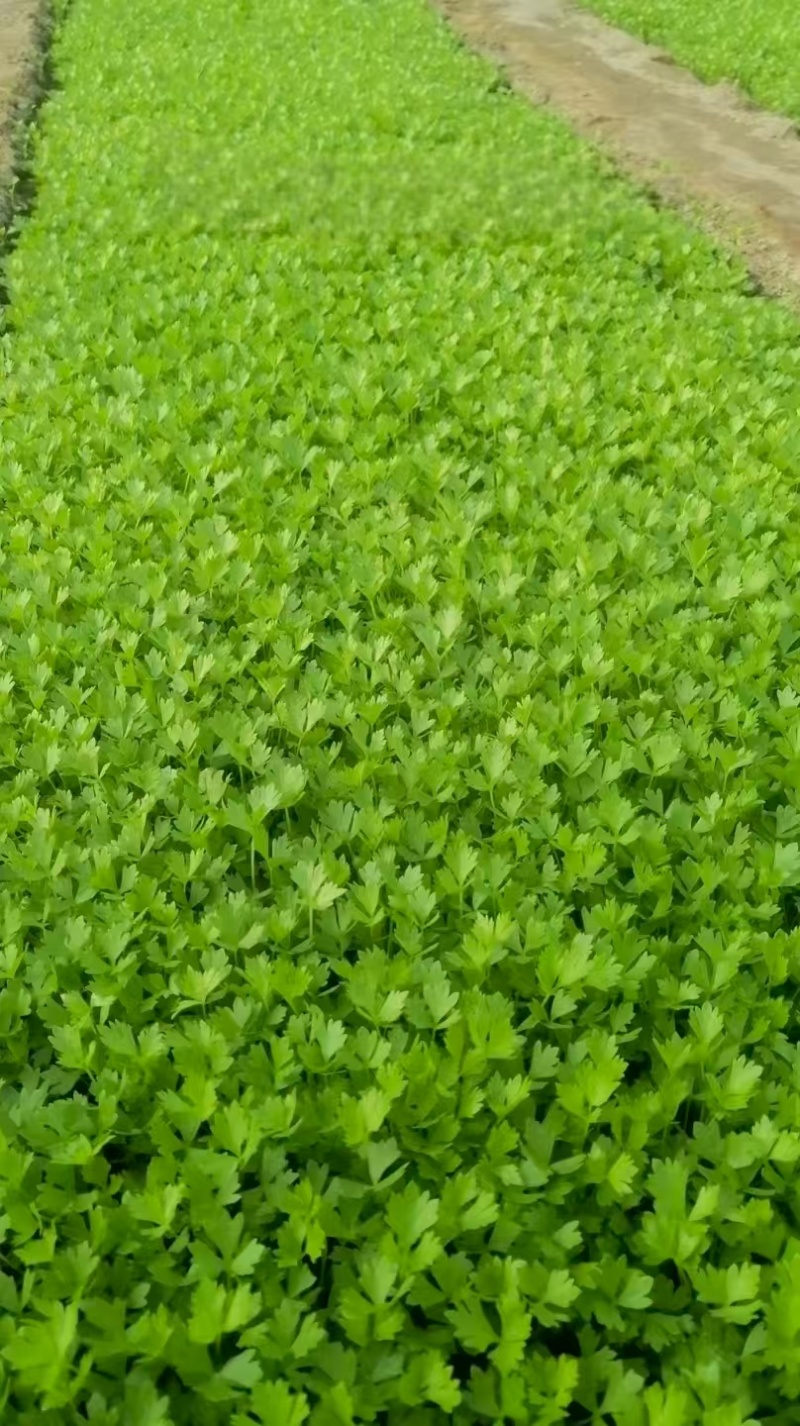 《优质芹菜苗》河北苗圃直发对接全国提供技术指导
