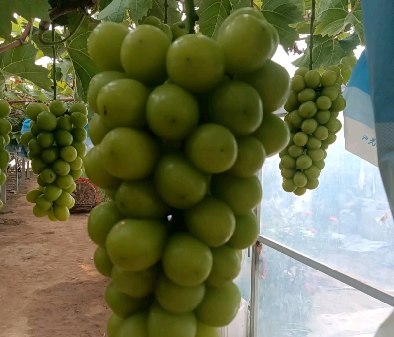 兴平阳光玖瑰种植面积，而且颗粒大，甜度高并有香味