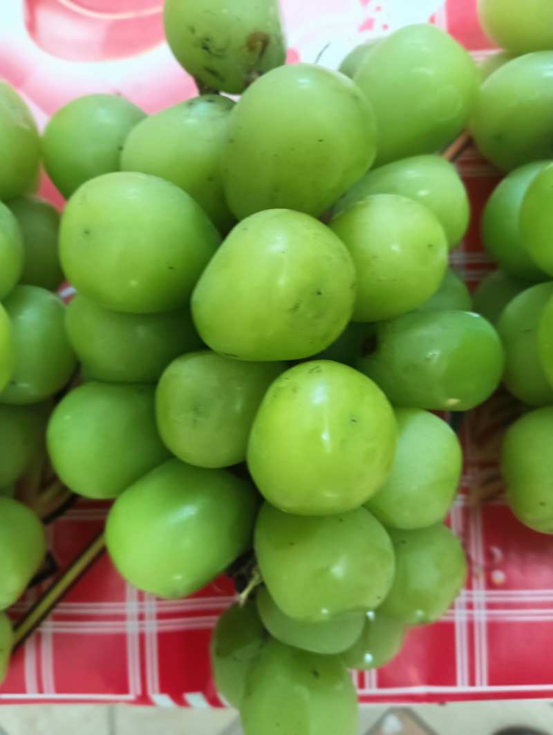 兴平阳光玖瑰种植面积，而且颗粒大，甜度高并有香味
