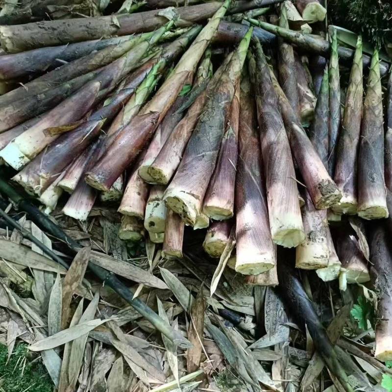 《畅销推荐》四川八月笋基地直发对接全国一条龙服务量大从