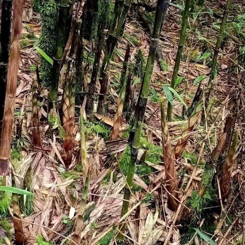 《畅销推荐》四川八月笋基地直发对接全国一条龙服务量大从