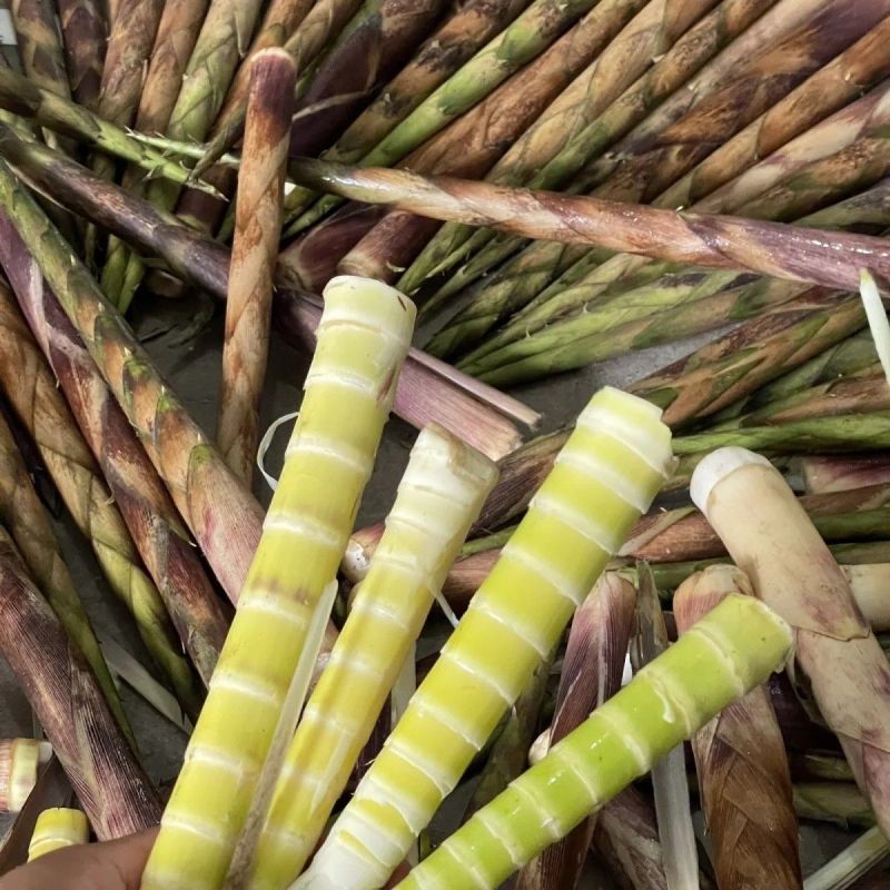 《畅销推荐》四川八月笋基地直发对接全国一条龙服务量大从