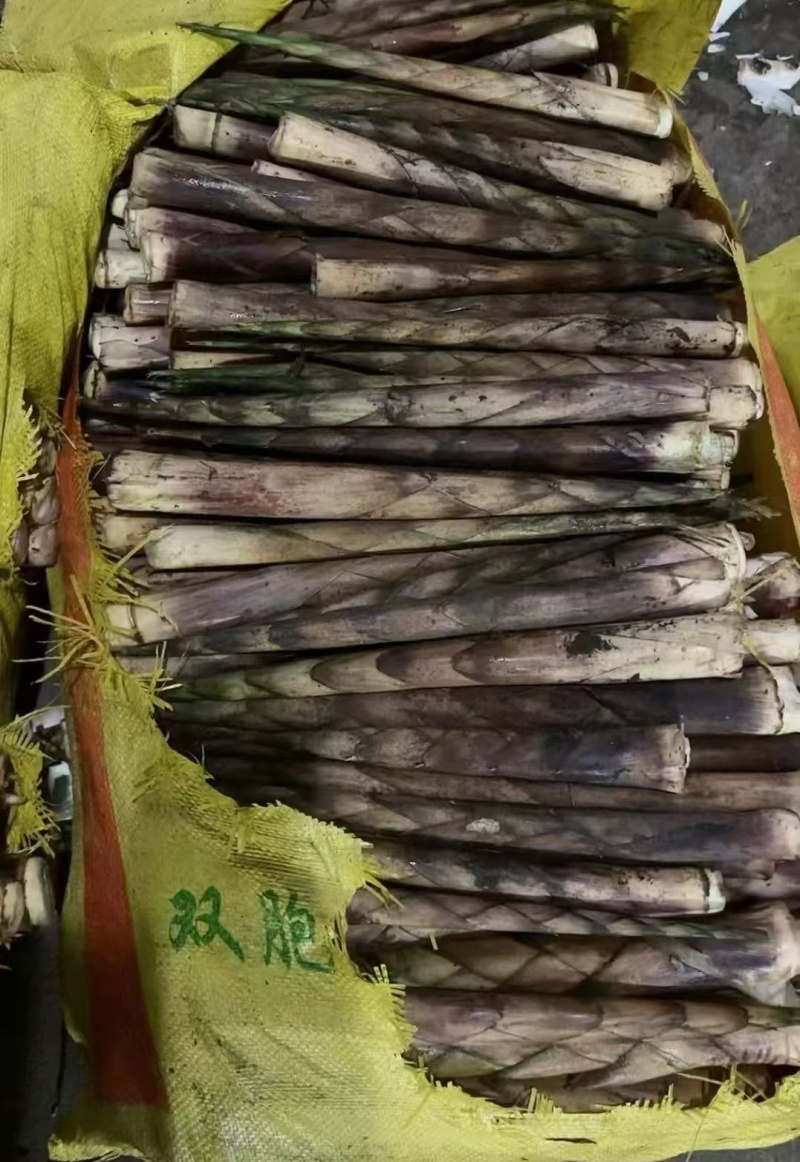 《畅销推荐》四川八月笋基地直发对接全国一条龙服务量大从