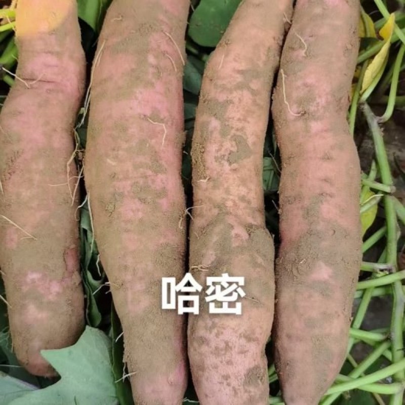 哈蜜红薯大量上市，本地区上万亩红薯种植，欢迎骚扰