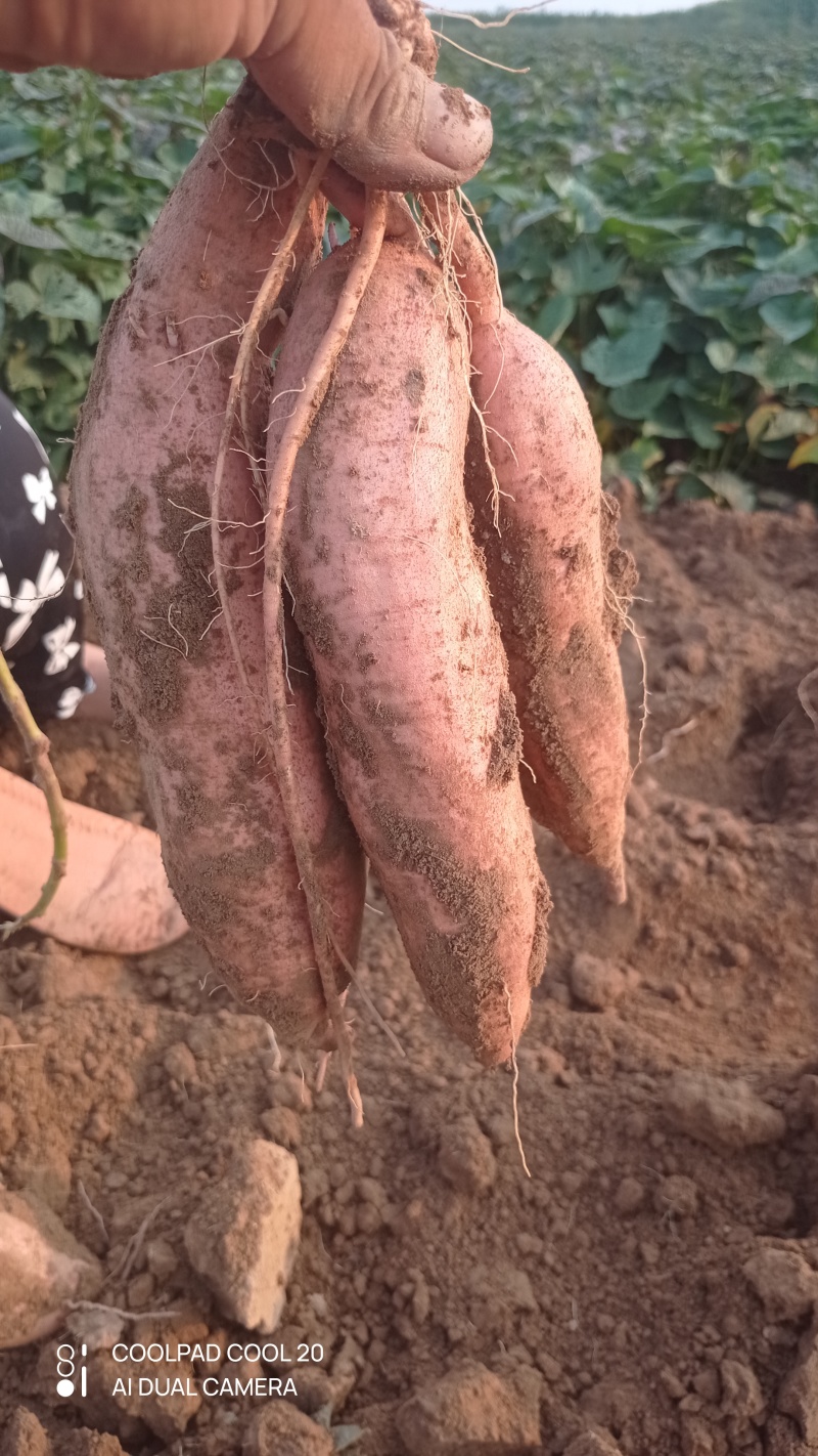 哈蜜红薯大量上市，本地区上万亩红薯种植，欢迎骚扰