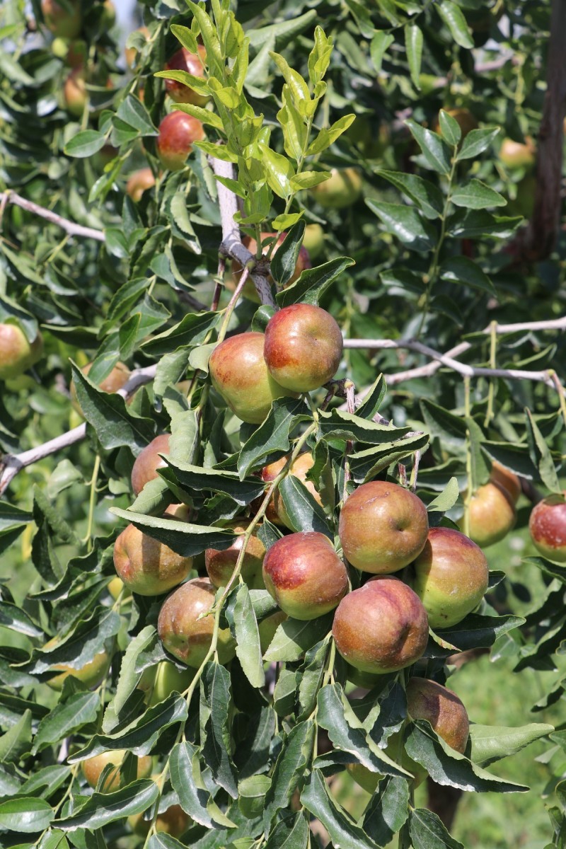 新疆库尔勒潘枣