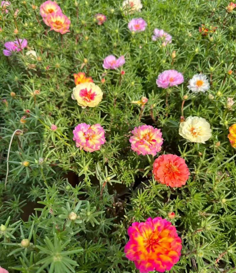 太阳花种孑适合秋天种的花种子庭院花籽四季播种
