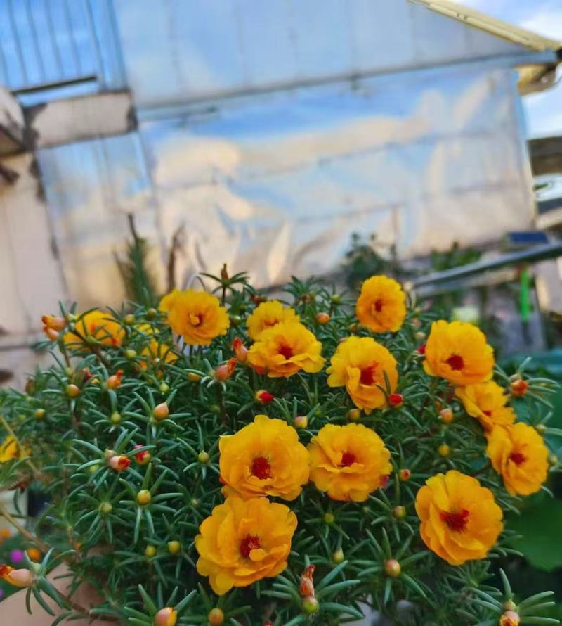 太阳花种孑适合秋天种的花种子庭院花籽四季播种