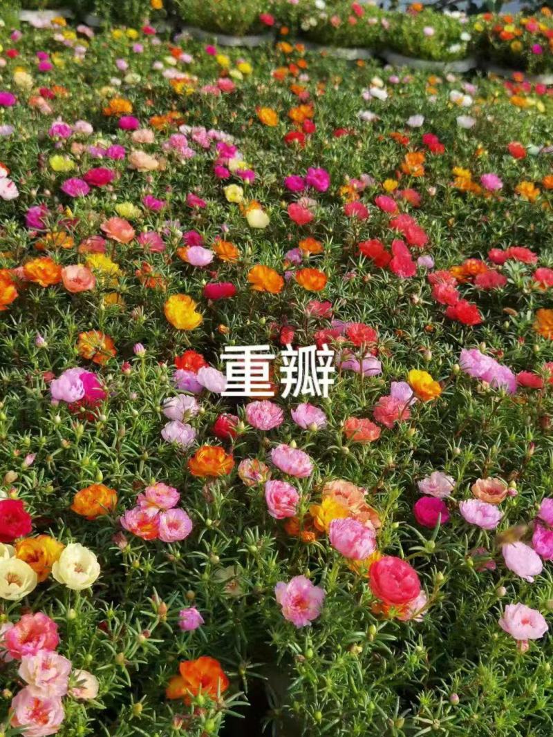 太阳花种孑适合秋天种的花种子庭院花籽四季播种