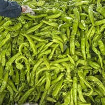 羊角椒辽宁产区直发保质保量供货对接全国
