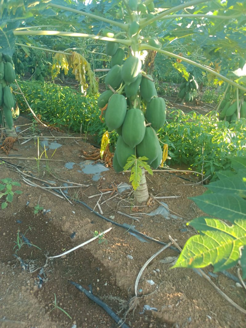 红玲木瓜