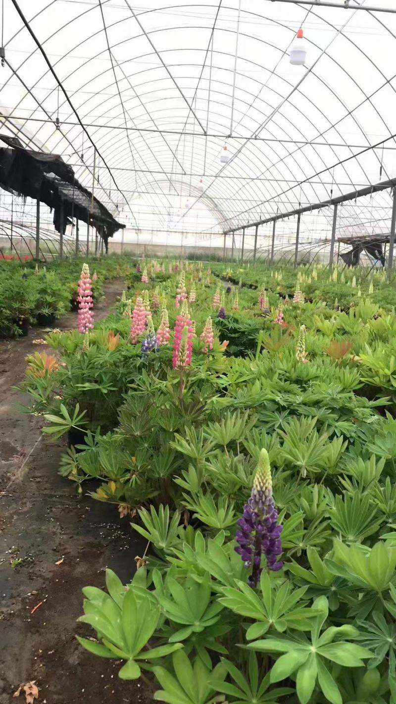 耐寒鲁冰花种子四季播种易活庭院室外花园阳台花卉冬天开花
