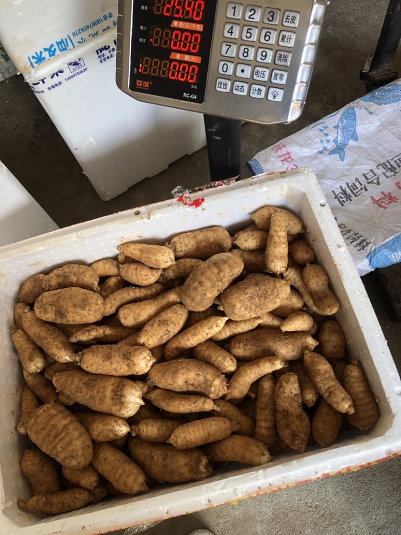 大别山罗田新鲜天麻，产地直销，鲜天麻，菜麻批发供应