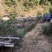 大别山罗田新鲜天麻，产地直销，鲜天麻，菜麻批发供应