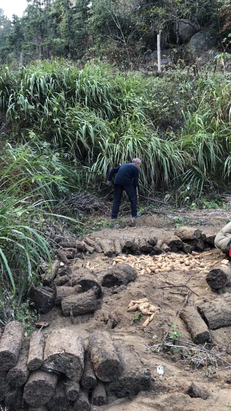 大别山罗田新鲜天麻，产地直销，鲜天麻，菜麻批发供应