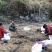 大别山罗田新鲜天麻，产地直销，鲜天麻，菜麻批发供应