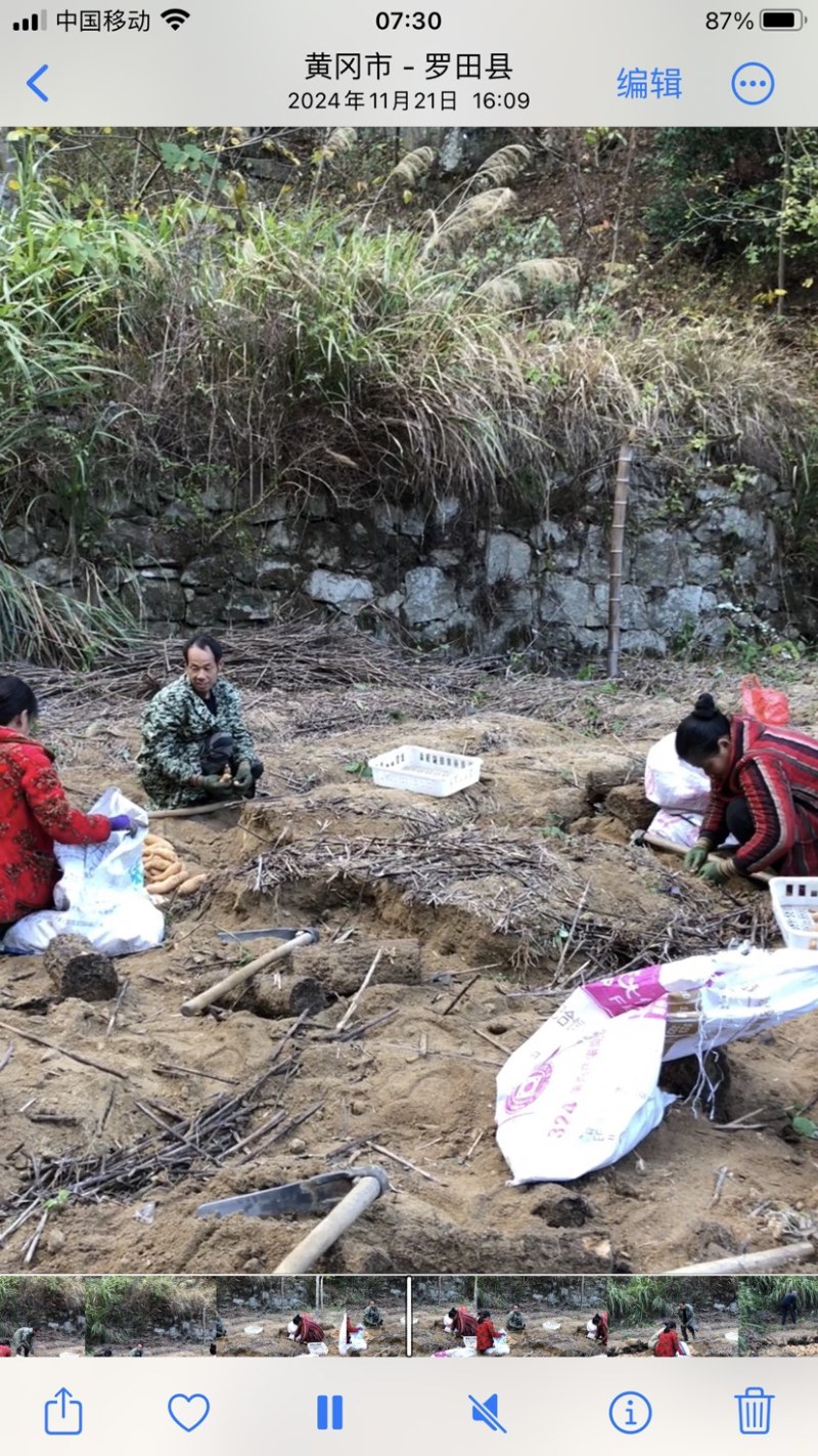 大别山罗田新鲜天麻，产地直销，鲜天麻，菜麻批发供应