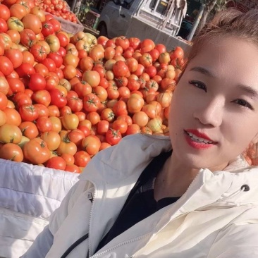 N山东西红柿/供应电商格西红柿/食堂货赶集货酱场货等。